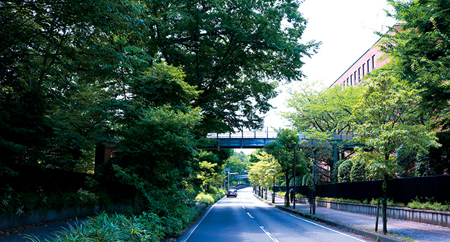 麗澤大学前の並木道